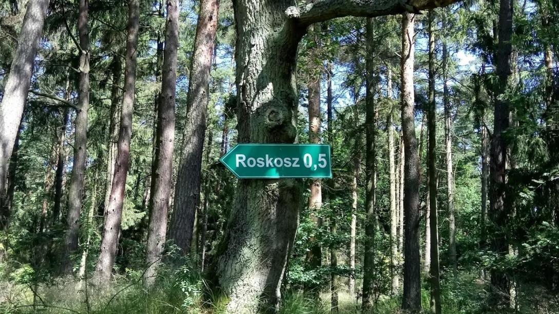 Ostoja Sosnowa Czarny Mlyn, Kompleks Dwoch Nowych Domkow Экстерьер фото